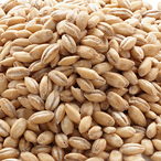 Barley
